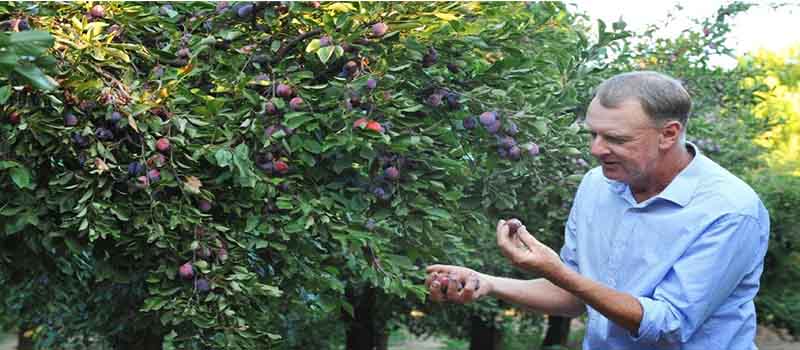 قیمت روز آلو