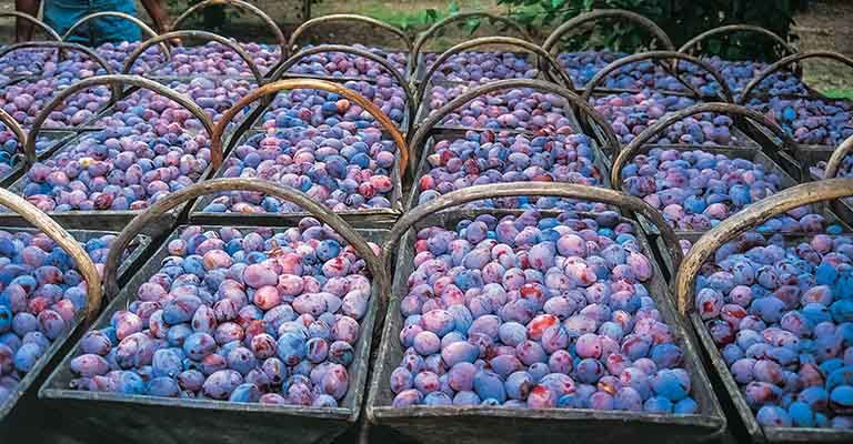 فروش عمده آلو