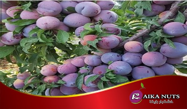 نحوه خرید آلو بخارا مرغوب