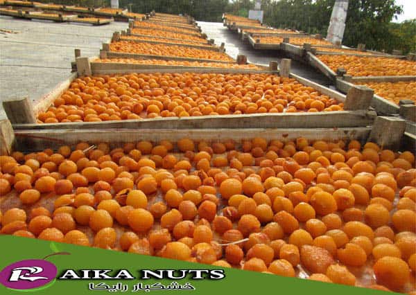 خرید عمده آلو آفتابی