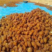 قیمت عمده آلو بخارا درجه یک