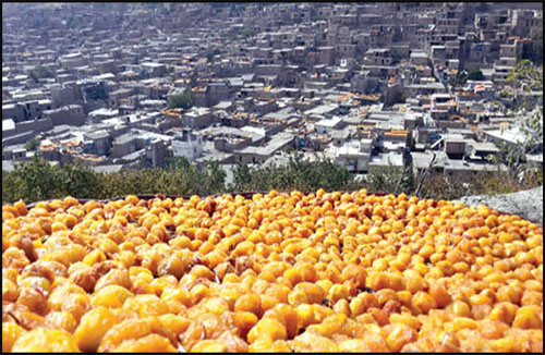 کارخانه تولید انواع آلو خشک