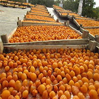 فروش آلو خشک بسته بندی شده بصورت عمده