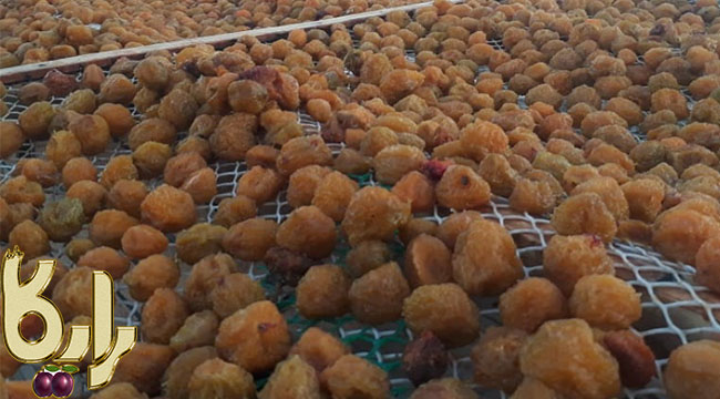 فروش آلو آفتابی نیشابور تازه و درجه یک